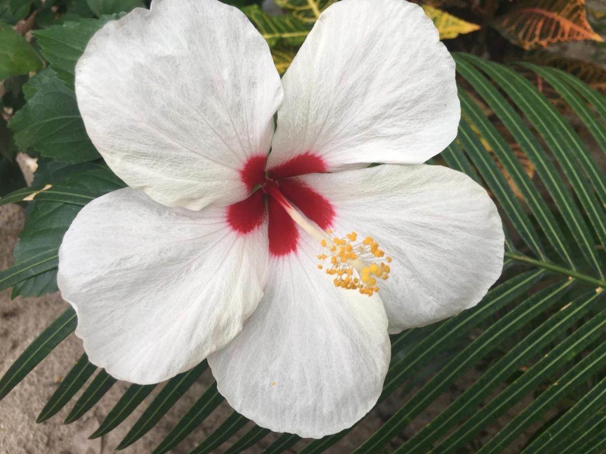 Driftwood Gardens Guesthouse Placencia 외부 사진